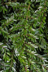 Shrubby Honeysuckle (Lonicera pileata) Leaves