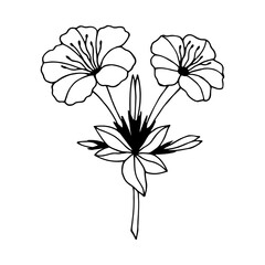 Mirabilis, Night beauty flowers. Vector stock illustration eps10. Hand drawing, outline. Isolate on white background.