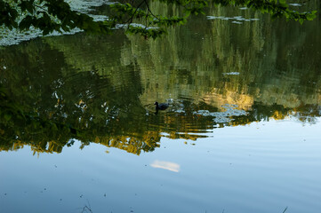 wild duck swimming in a forest lake