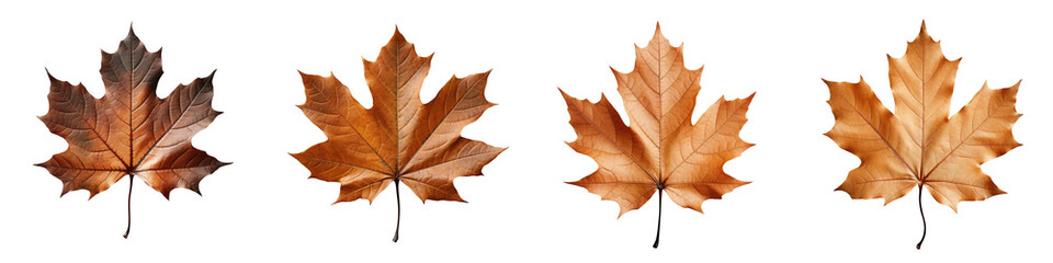 Close up of an isolated maple leaf in various colors on a transparent background showcasing its surface structure