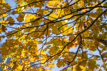 Golden Yellow and Orange Fall Autumn Leaves  on Tree