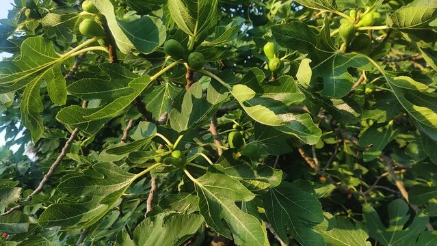 Fig tree with green fruits.