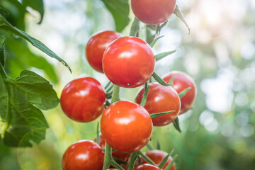 detail tomato fruit in the greenhouse