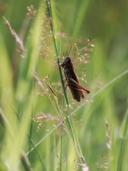 Grasshopper, - the common name of an insect from the Orthoptera order, close-up photography