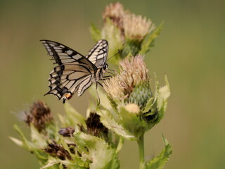 Swallowtail butterfly (Papilio machaon) - a species of day butterfly from the swallowtail butterfly (Papilionidae). It has yellow wings with black and blue patterns. Inhabits all of Europe, Asia 