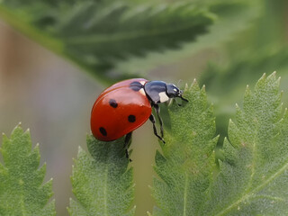Seven-spot ladybug, God's cow (Coccinella septempunctata) - a species of beetle from the ladybug family. close-up photography, Poland