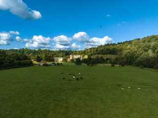 Obraz premium Cows Grazing in pasture outside Rievaulx Abbey 