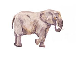 Watercolor drawing of a large gray elephant. Cute colorful illustration with a standing elephant on a white background. Handmade, drawing by hands.