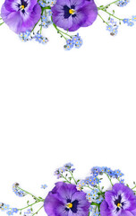 Flowers viola tricolor ( pansy ) and blue wildflowers forget-me-nots on a white background with space for text. Top view, flat lay