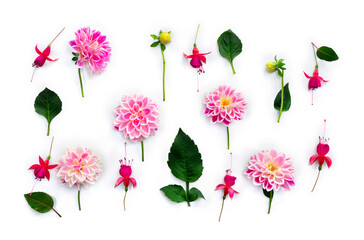 Flowers pink dahlia and red fuchsia triphylla on a white background. Top view, flat lay