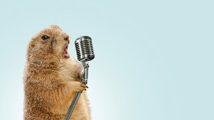 Funny gopher sings karaoke into a vintage microphone. Gopher screaming into a microphone, concept....
