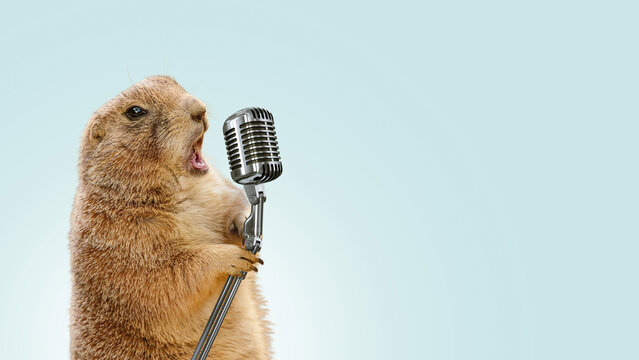 Funny gopher sings karaoke into a vintage microphone. Gopher screaming into a microphone, concept. Voice recording, creative idea. Cool gopher performance