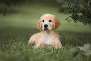 dog puppy golden retriever 3 months old walks in the park in the summer in nature near the oak