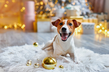 Preparing for Christmas, New Year's decor, a dog with Christmas balls