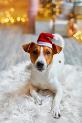 Cute and Funny Jack Russell Terrier is waiting for the holiday at home.