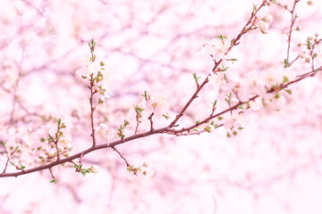 A delicate tree branch blooming with white flowers on a light pink background. Spring flowering fruit trees