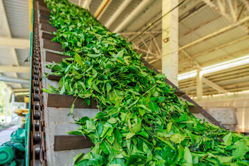 Workshop of big tea factory.