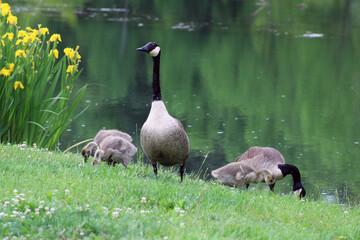 Family of geese in Southern Vermont