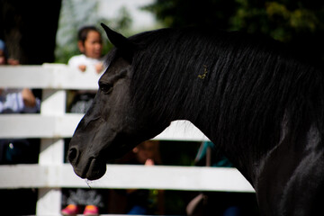 Black horse in a circus enclosure at an event for children with a demonstration performance, outdoors against the background of blurred children