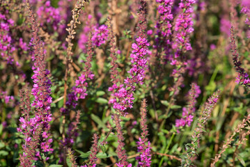 Purple flowers of Lythrum salicaria in the garden.