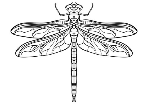 recommend clip art: Dragonfly outline illustration isolated on transparent background
