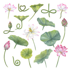 Set of delicate Water Lily, leaves, buds, curving stems. Pink flower, green leaf, bud. Indian Lotus, Sacred Lotus. Watercolor illustration isolated on transparent  background. For design