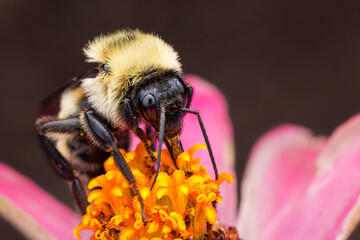 Bumblebee