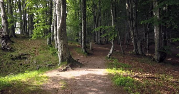 H&ecirc;traie For&ecirc;t de Saou