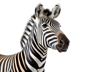 A Zebra's Portrait isolated on transparent background, Generative AI