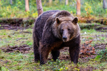 Fototapeta premium brown bear in the forest