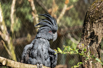 perroquet Ara noir en captivité de profil © bockelbam