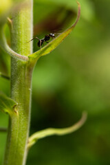 Black ant climbing a green plant.