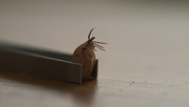 Close-up: Engorged Tick Struggling in Tweezers