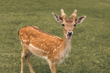 Portrair of young white-tailed deer with white spots standing in the grass in hot summer day.
