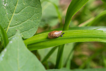 Nature beetle on a leaf near Elora Gorge Canada reserve