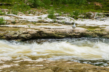 Nature near Elora Gorge Canada reserve