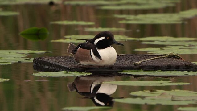 A male hooded merganser (Lophodytes cucullatus) sitting on a floating shelf.