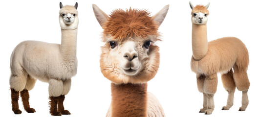 Collection of three alpacas (portrait, standing), animal bundle isolated on white background as transparent PNG
