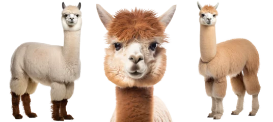 Foto auf Alu-Dibond Collection of three alpacas (portrait, standing), animal bundle isolated on white background as transparent PNG © Flowal93