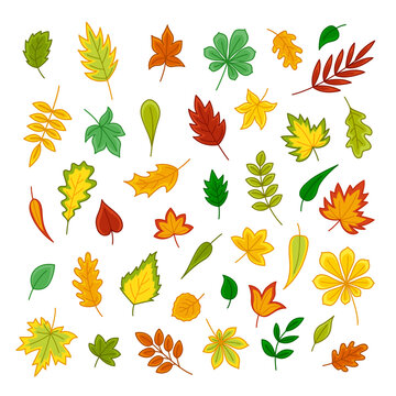 Set of colorful autumn leaves. Clip art of fallen leaves. Cartoon vector