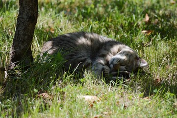 a gray cat lies under a tree