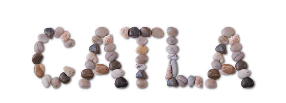 The word "CATLA" is lined with shells and stones of different shapes and colors on a transparent background. Types of fish and seafood, price tag, sea food, fish market, sea alphabet.