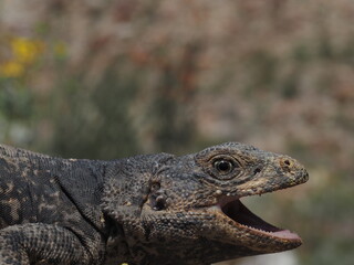 Common Chuckwalla - Sauromalus ater
