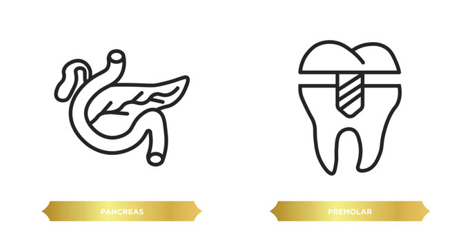 two editable outline icons from medical concept. thin line icons such as pancreas, premolar vector.