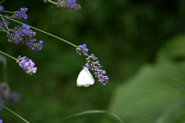 white butterfly and purple lavender flower