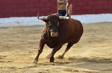 Foto op Plexiglas un toro español con grandes cuernos en españa © alberto