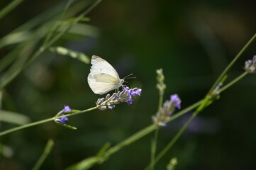 white butterfly and purple lavender flower