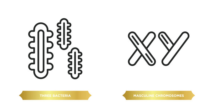 two editable outline icons from human body parts concept. thin line icons such as three bacteria, masculine chromosomes vector.