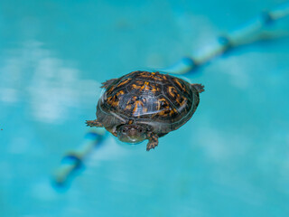 turtle on the water