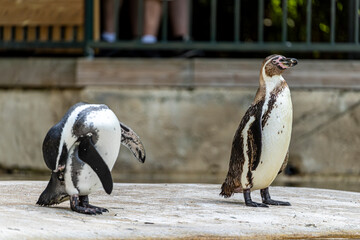 Duo de manchot de humbold © bockelbam